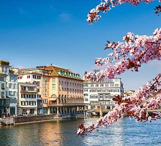 Fruehling Zuerich Kirschblüte an der Limmat