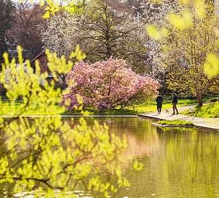 Fruehling Zuerich im Belvoir Park mit Magnolien- und Japanischer Kirschbluete