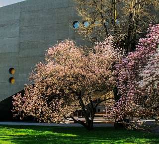 Fruehling Zuerich Landesmuseum Magnolienbluete